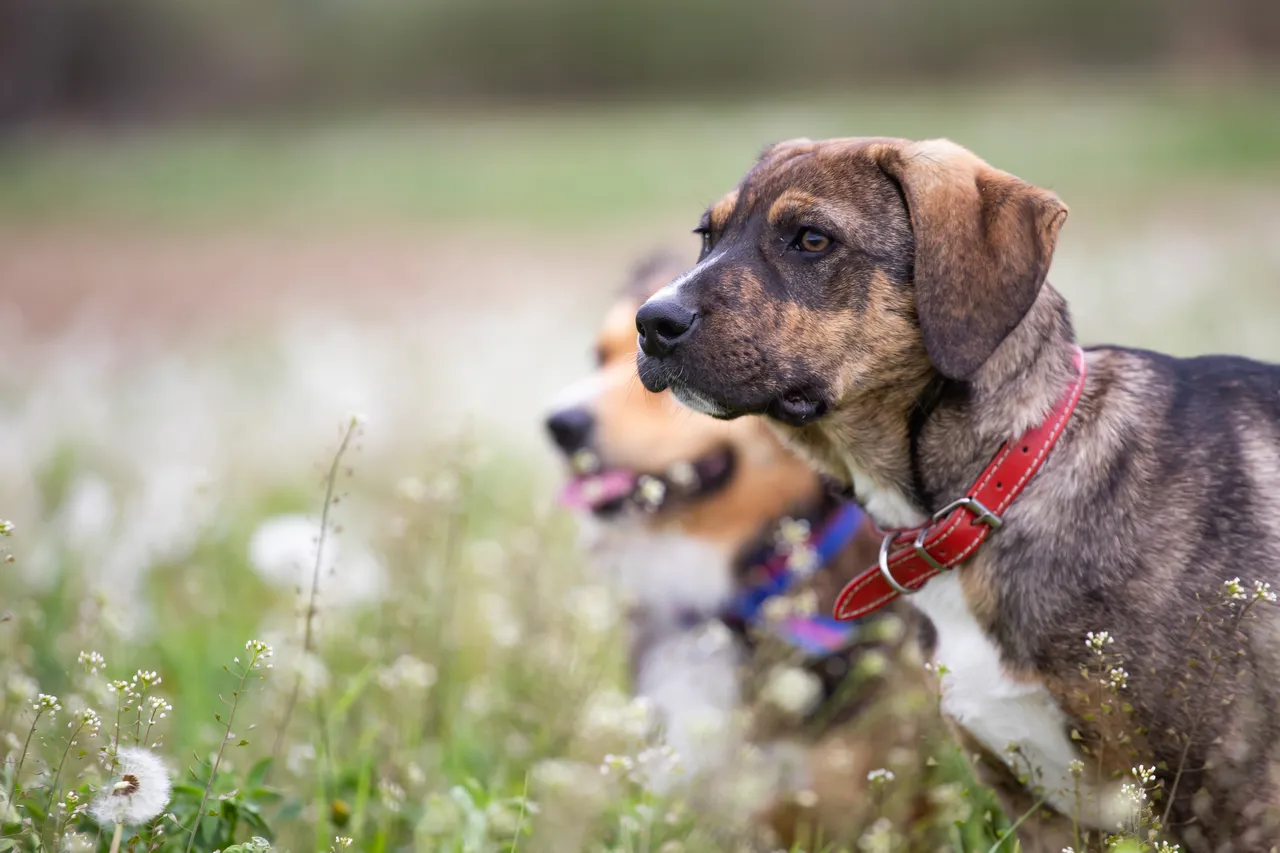 Il metodo naturale e sicuro per impedire agli animali randagi di entrare nel tuo giardino