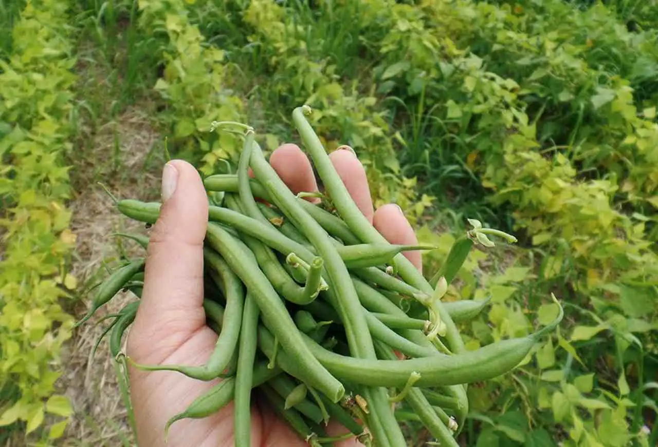 Vuoi raccogliere i fagiolini presto? Ecco il trucco per accelerare la crescita