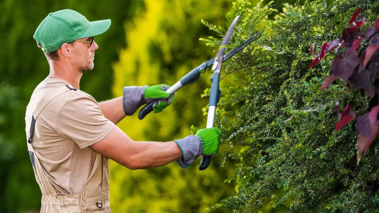 Il lavoro (ben pagato) che ti permette di trasformare giardini: ecco come iniziare