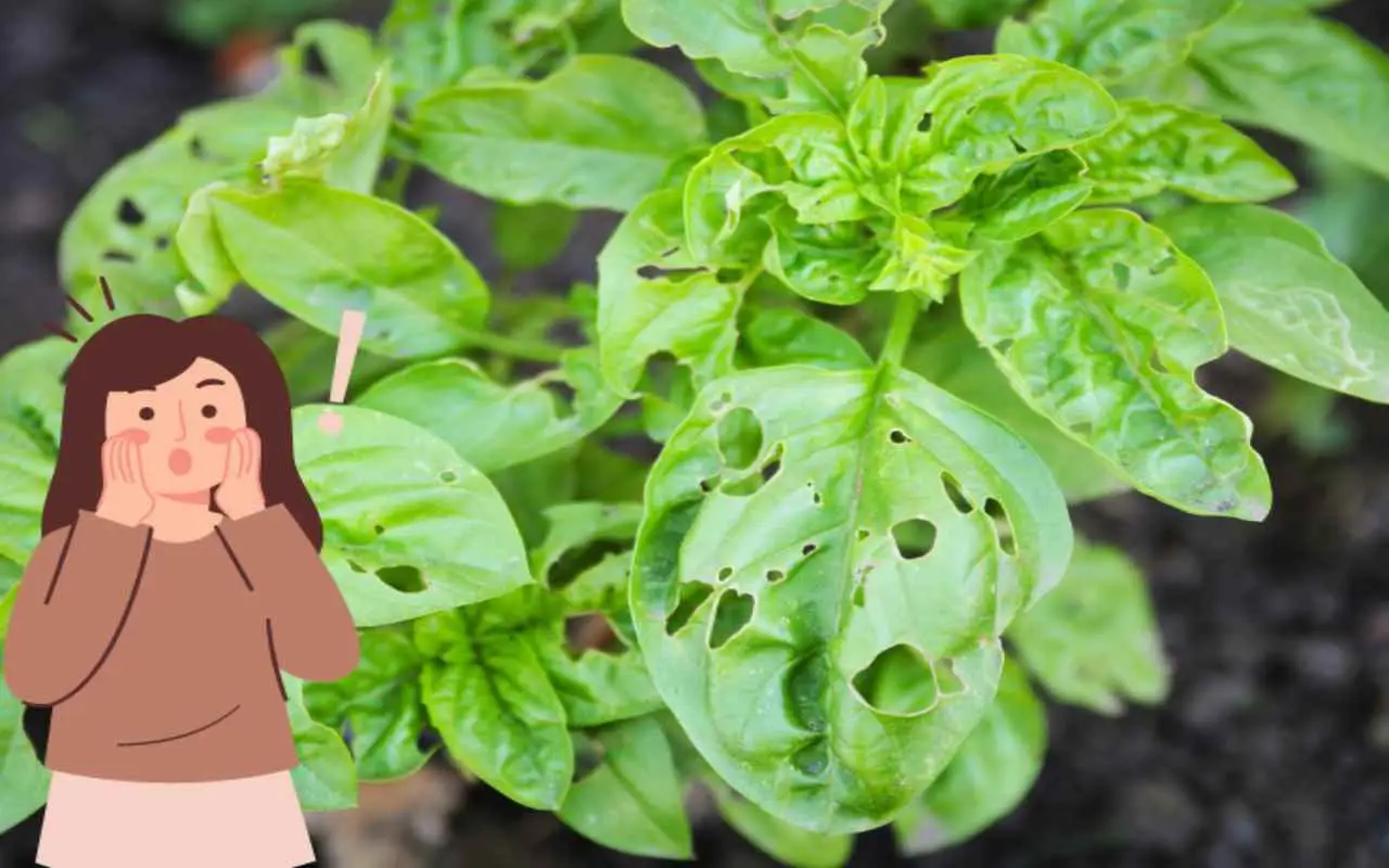 Sos foglie bucate: ecco l’insetto nascosto che sta devastando le tue piante e come fermarlo