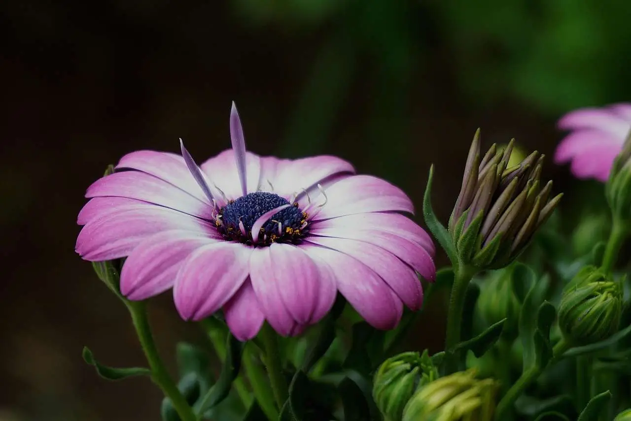 Settembre: ecco il fiore che rappresenta la fine dell’estate e il suo profondo significato