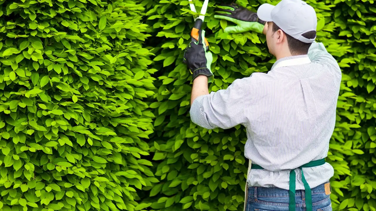 Fa questo lavoro all’aperto e cura i giardini: ecco lo stipendio reale di un addetto al verde